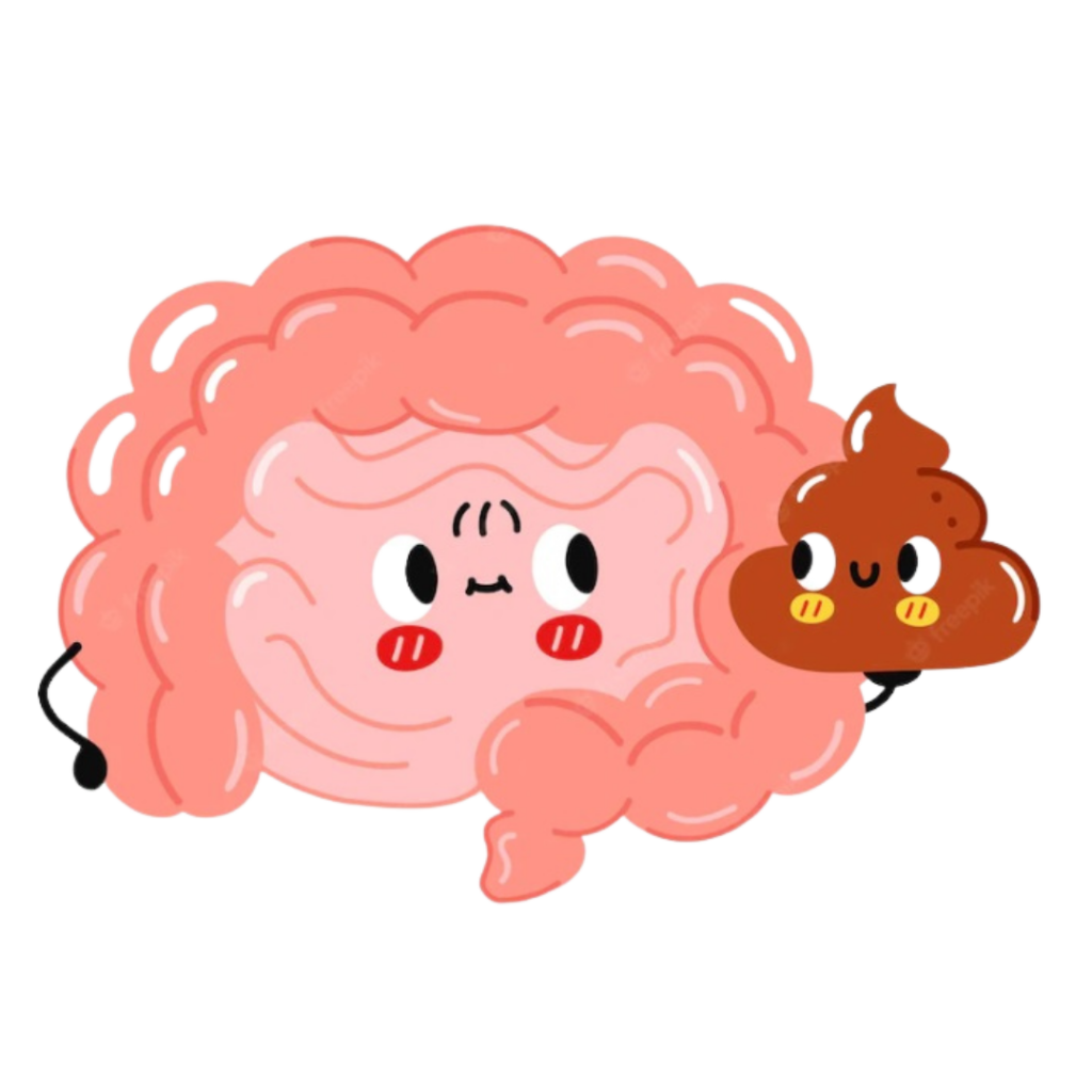 intestino