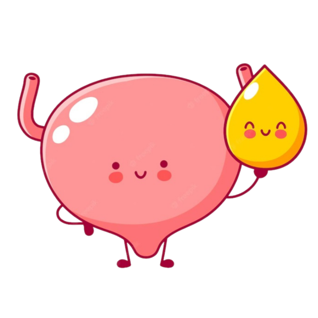 vejiga